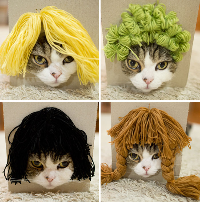 maru-cat-box-hairstyles-15