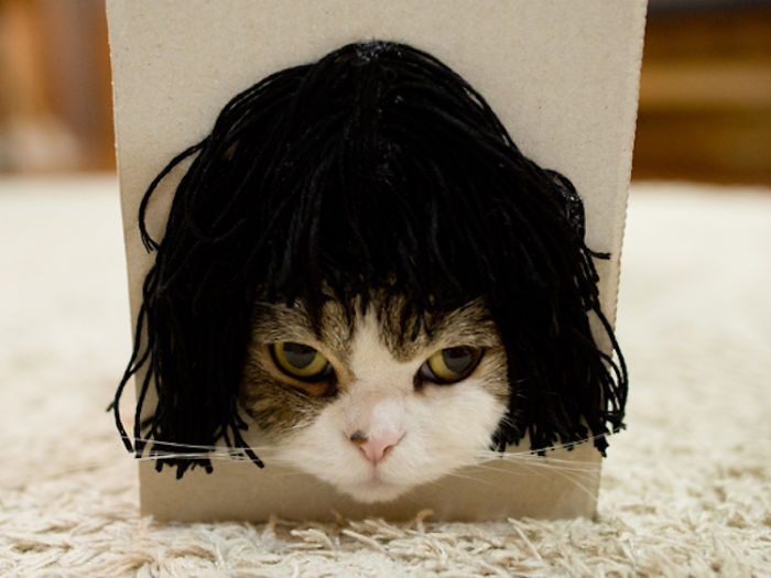 Maru The Cat Accidentally Tries On Different Wigs After His Owner Builds A Box Trap, And It's Hilarious (+Video)