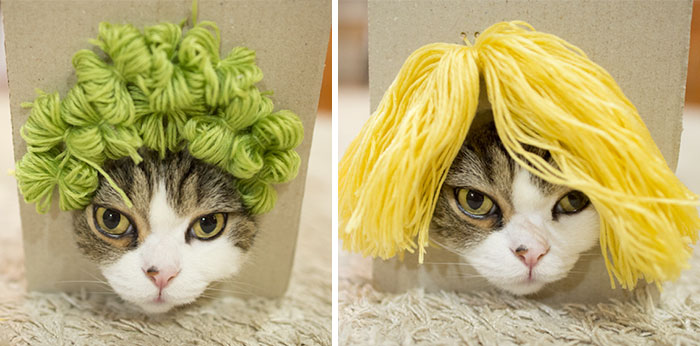Maru The Cat Accidentally Tries On Different Wigs After His Owner Builds A Box Trap, And It’s Hilarious (+Video)