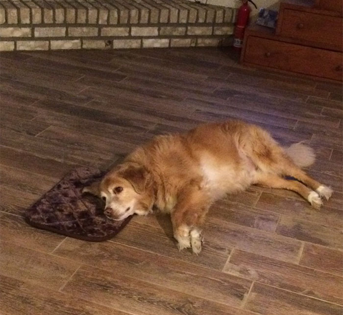 Woman Accidentally Orders TINY Dog Bed, Dog Pretends Everything Is Fine