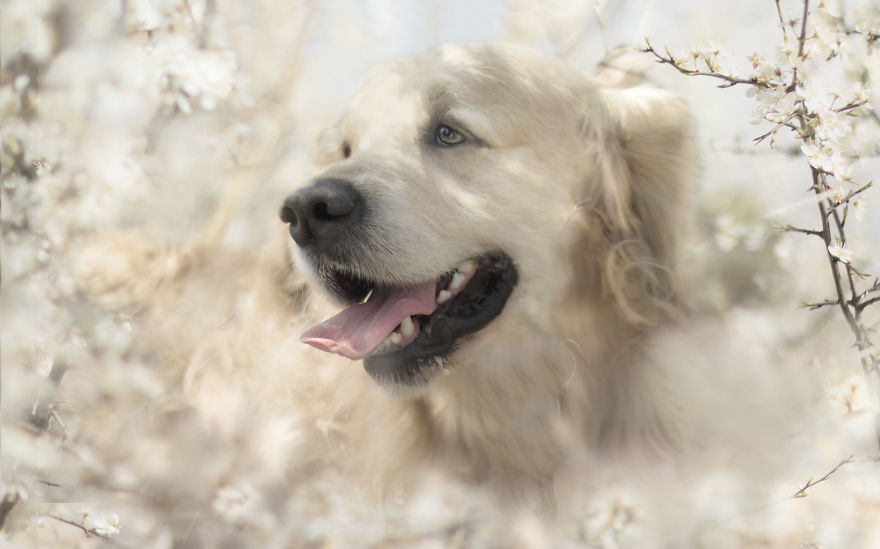 I Photographed Dogs Welcoming Spring
