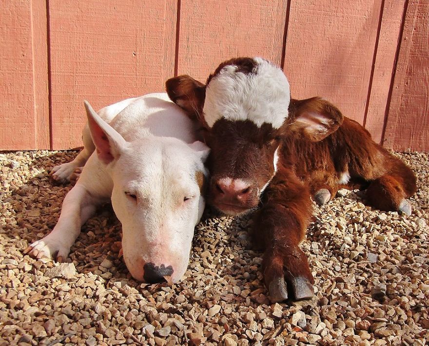 Rescued Mini Cow Lives With 12 Puppies And Thinks That She Is Also A Dog. Rescued Mini Cow Lives With 12 Puppies And Thinks That She Is Also A Dog.