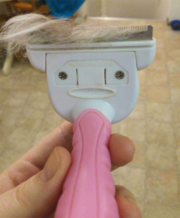 My Cat's Brush Looks Like Donald
