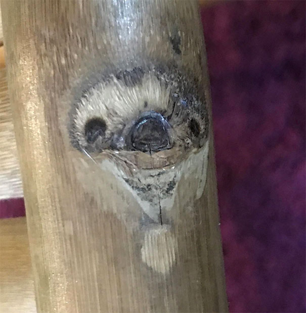 Found A Sloth On My Bamboo Table