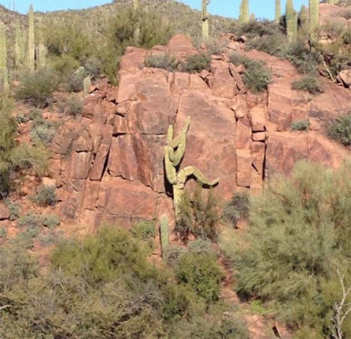 Cactus practicando escalada