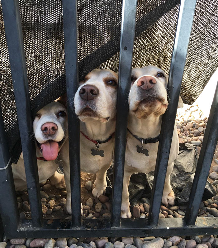 This Is How My Neighbors Dogs Greet Me Every Time I Come Home