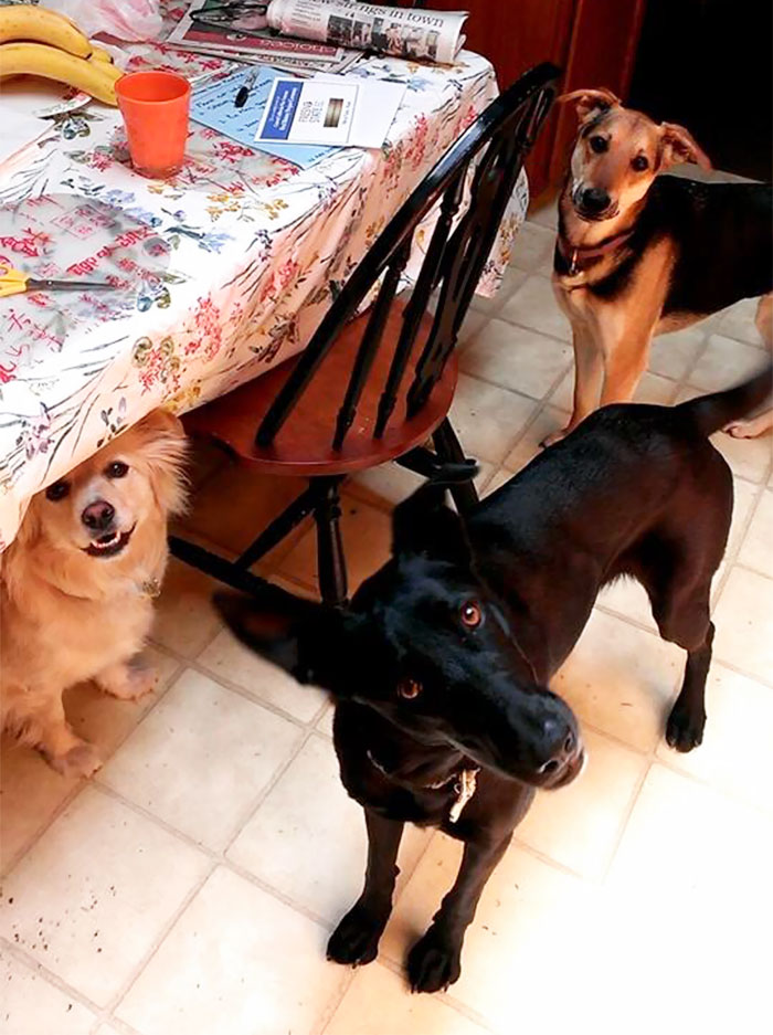 I Present To You My Three Doggies
