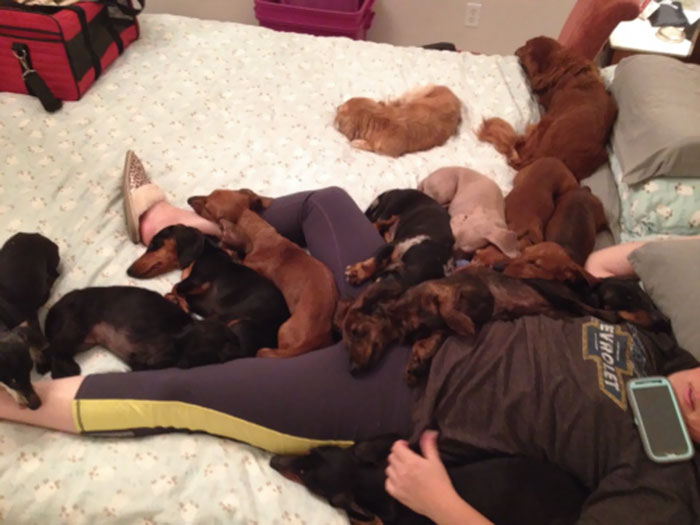 My Family Runs A Dachshund Rescue And Well, This Is Usually What It Looks Like