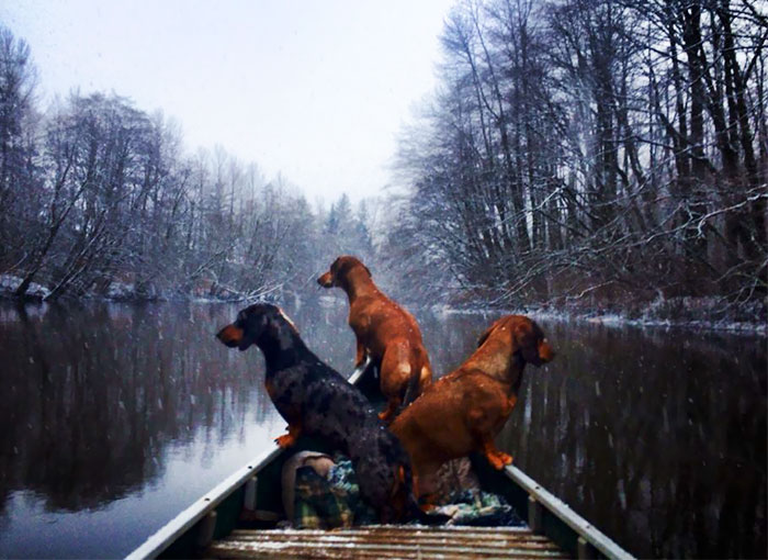 My Mum's 3 Wiener Dogs Going For Their Daily Canoe Ride