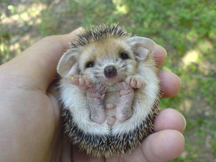 Round Hedgehog