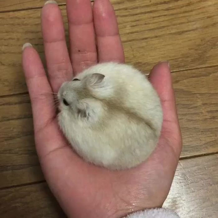 Perfectly Round Hamster