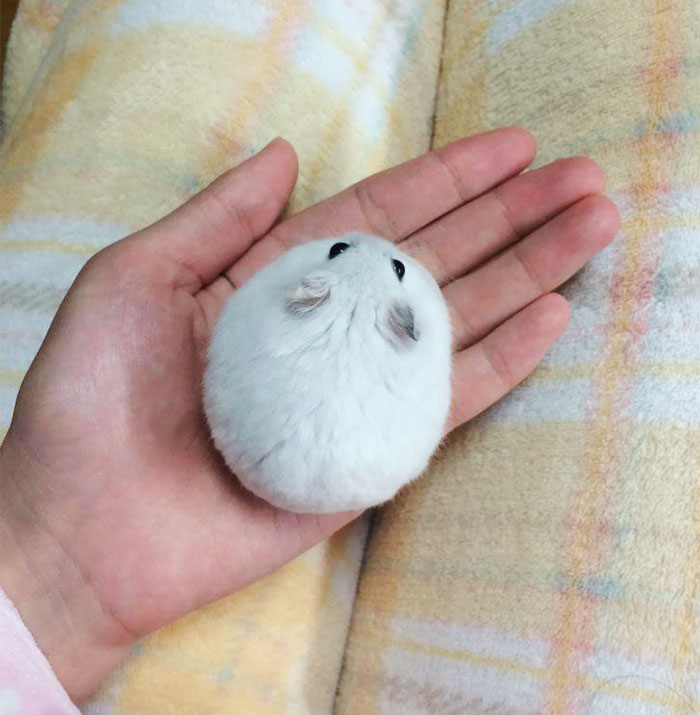 Hamster 