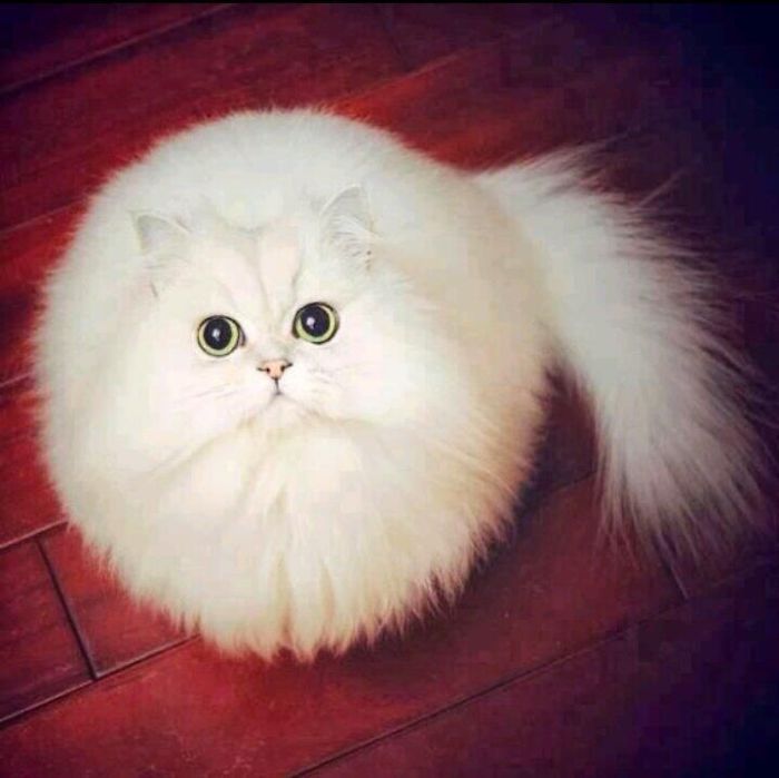 Round White Cat