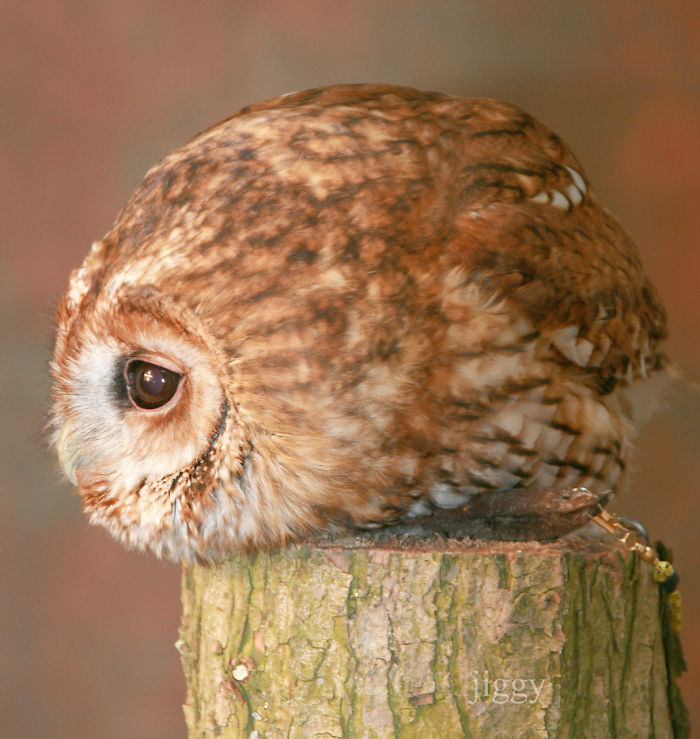 Round Owl