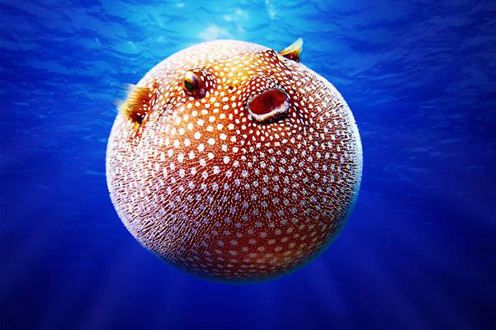 White Spotted Pufferfish
