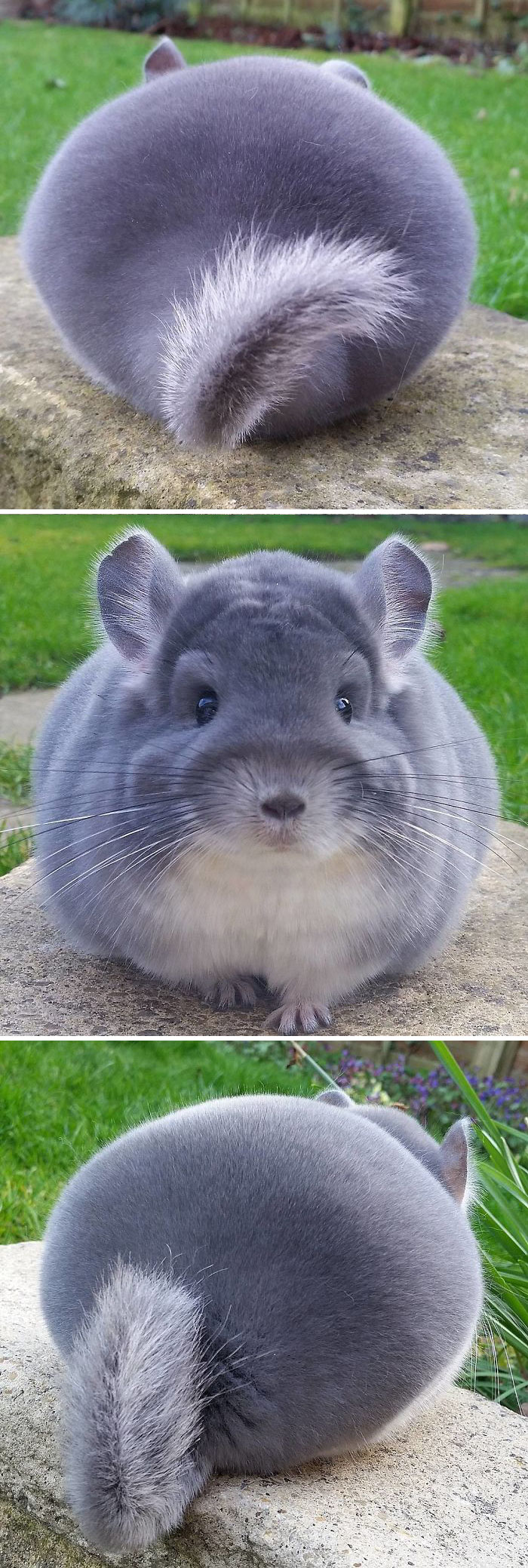 Chincillas 