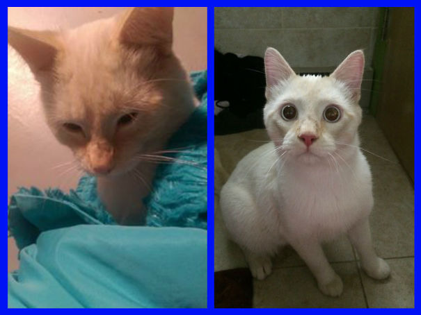 My Little Man Phantom's Before And After From Being Nutered.