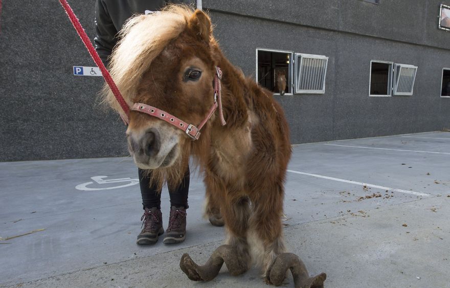 Neglected Pony Hasn’t Had Her Hooves Trimmed In 10 Years