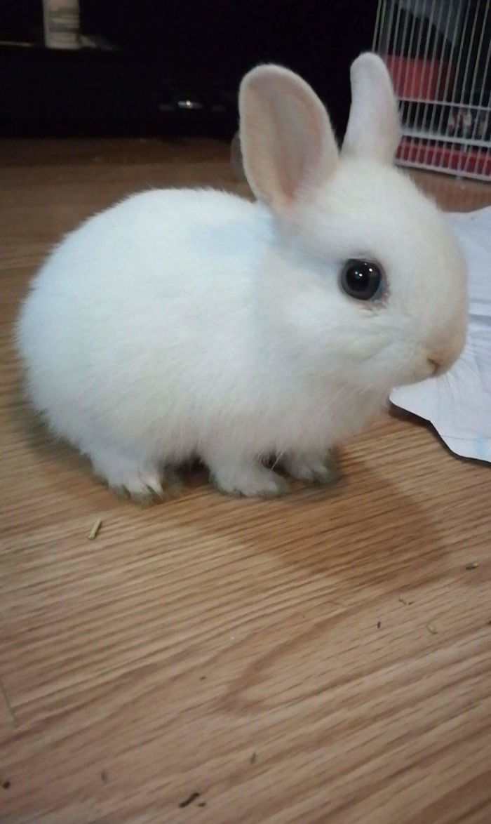 A Bunny