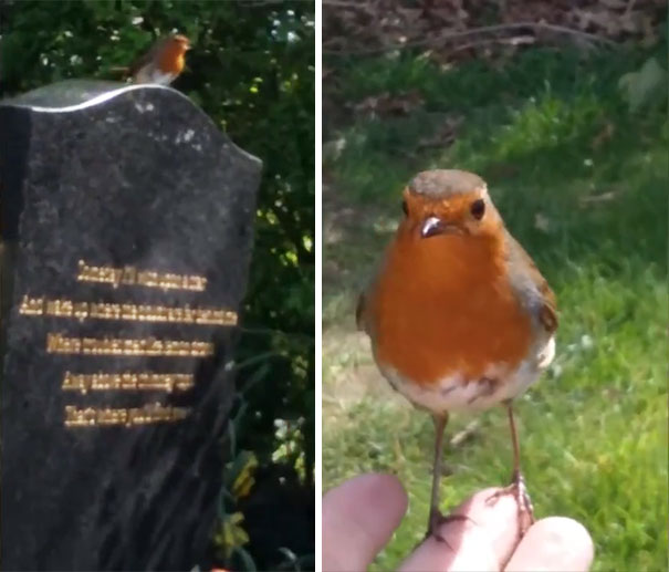 Woman Visits Her Son's Grave, A Bird Shows Up And Gives Her A Sign