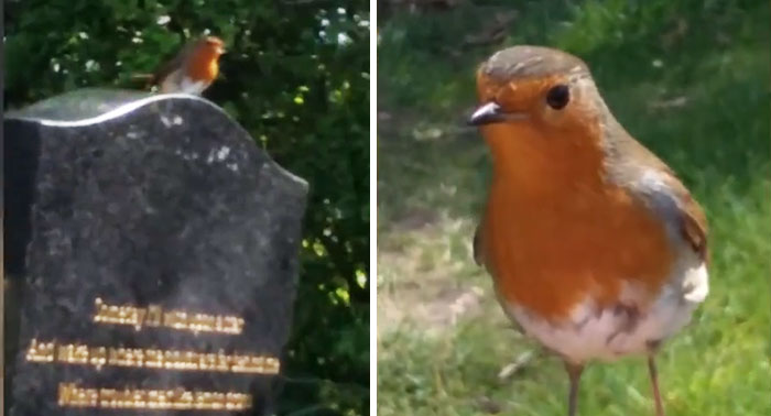 Woman Visits Her Son’s Grave, A Bird Shows Up And Gives Her A Sign