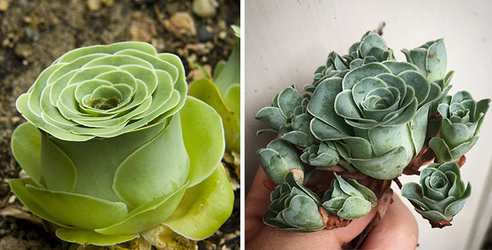 Rose Succulents Are A Thing And They Look Straight Out Of A Fairytale