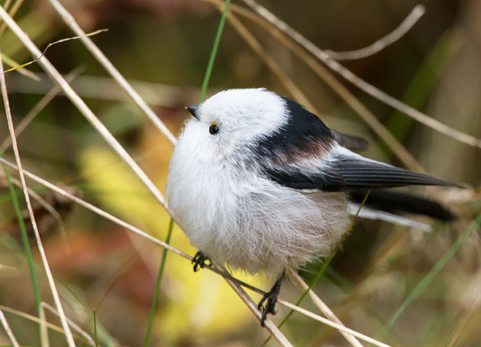 Nearly Perfectly Round Long-Tailed Tit