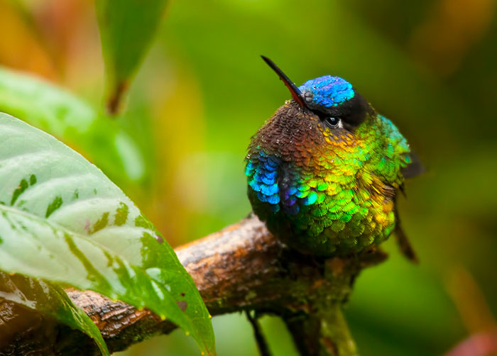 This Colourful Hummingbird