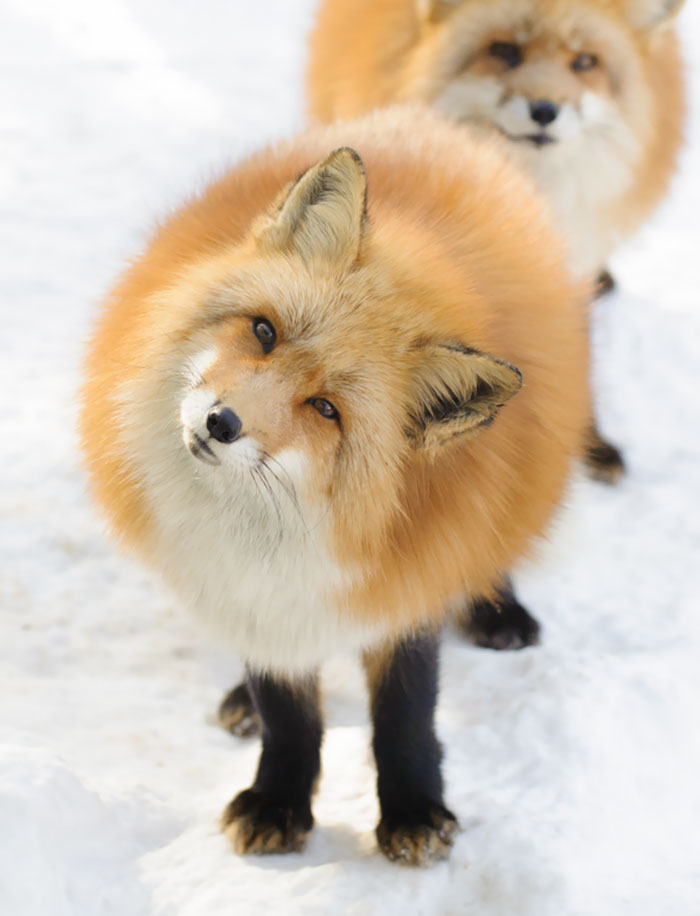 This Fox