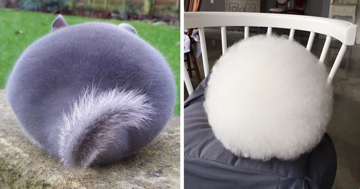 72 Animals That Are So Adorably Round | Bored Panda