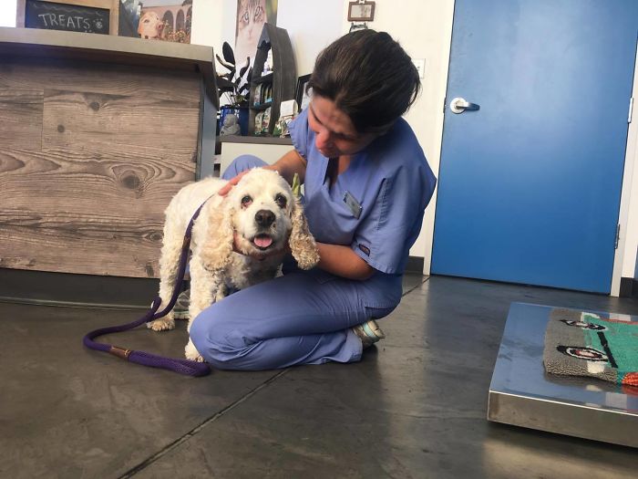 Dog Spends 20 Years Living With His Owner, She Dumps Him At Shelter For Being Too Old