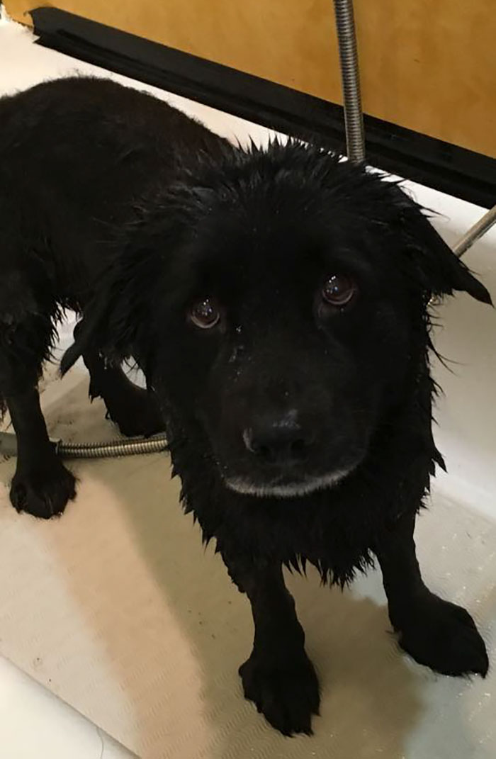 When Giving Your Dog A Bath Turns Into A Sarah Mclachlan Commercial