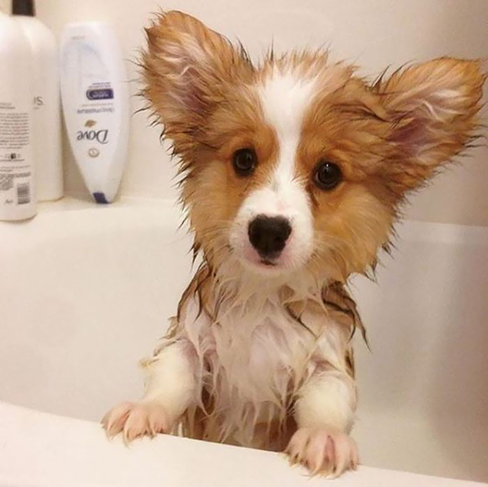 Corgi Pup's First Bath!