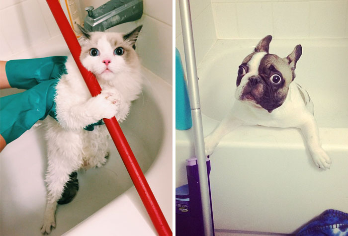 Share Pictures Of Your Pets Having A Bath