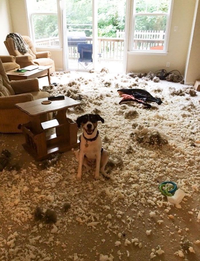 My Friend's Dog Is Proud Of His Mess
