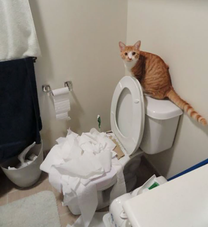 I've Been Toilet Training The Cat. I Think He's Learning Too Well