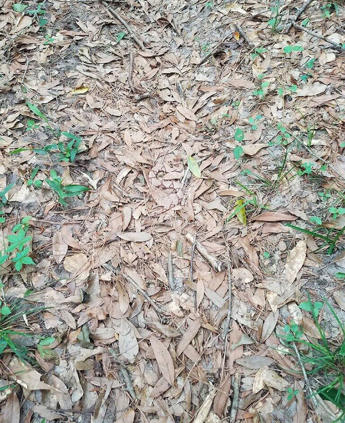 The Internet Is Going Crazy Trying To Find The Camouflaged Snake In This Picture – Can You Find It?
