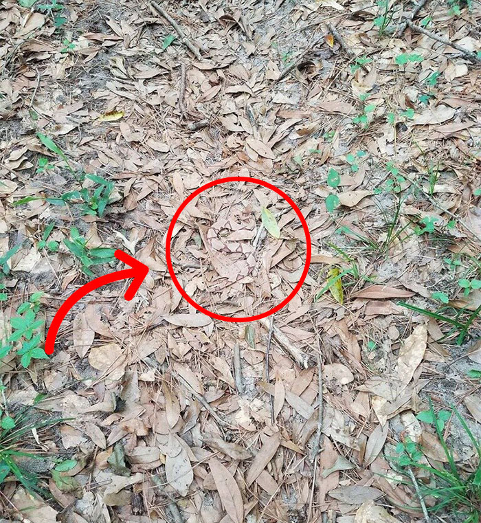 spotting-camouflage-snake-challenge-18