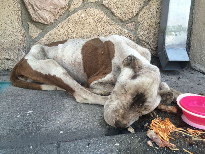 Starving Dog Found Dying On A Sidewalk Gets Some Love, And It's Hard To Believe It's The Same Dog