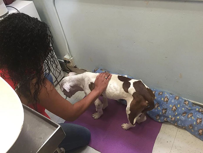 Starving Dog Found Dying On A Sidewalk Gets Some Love, And It's Hard To Believe It's The Same Dog