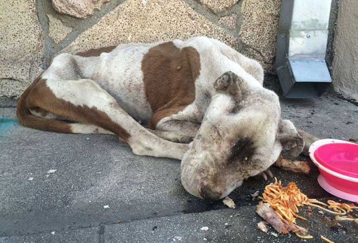 Starving Dog Found Dying On A Sidewalk Gets Some Love, And It’s Hard To Believe It’s The Same Dog