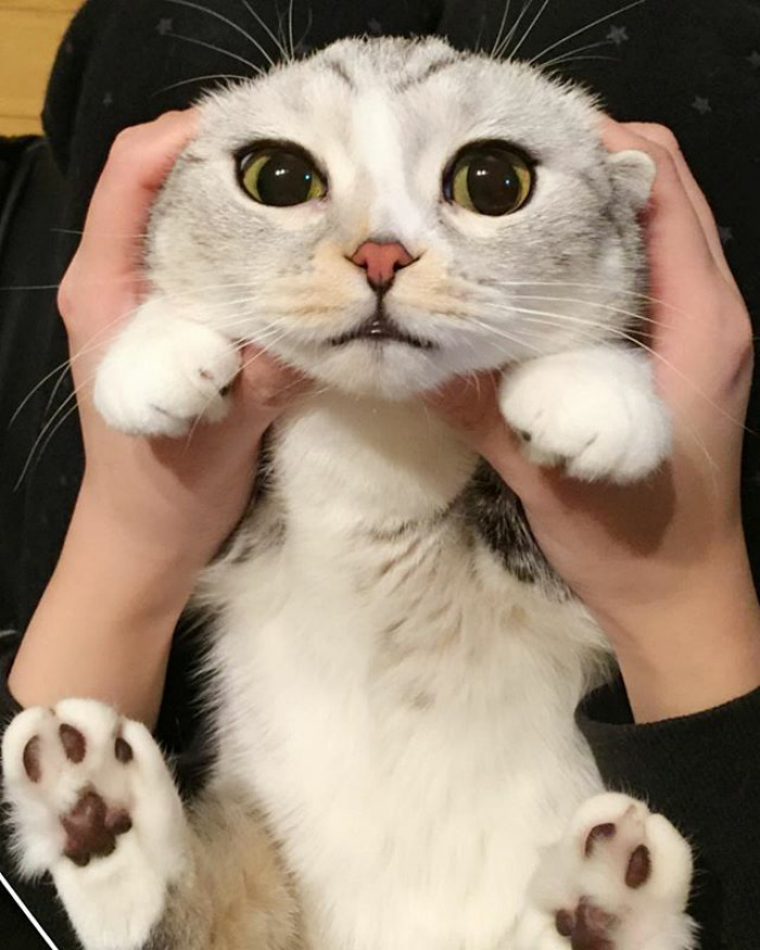 Hana Kitty