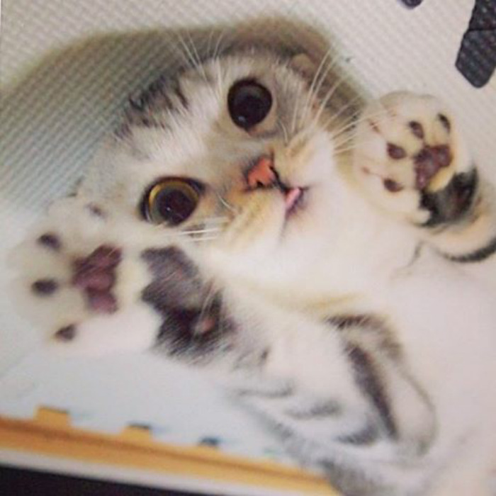 Adorable-big-eyed-hana-kitty