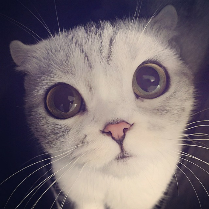 Adorable-big-eyed-hana-kitty