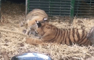 tiger-cubs-box-sits-at-airport-11