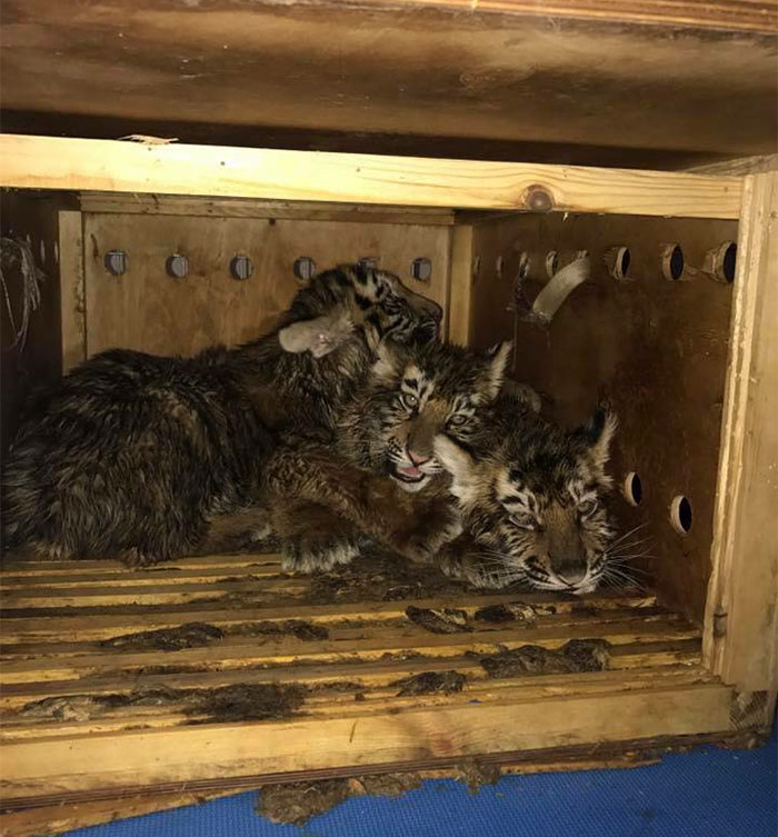 Mysterious Box Sat At The Airport For 7 Days Until Someone Finally Helped The Animals Trapped Inside (UPDATED)