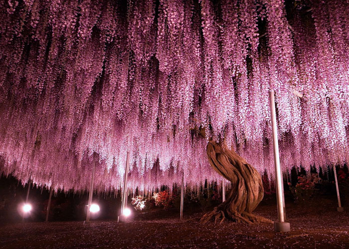 110 Reasons You Should Drop Everything And Go To Japan’s Wisteria Festival ASAP