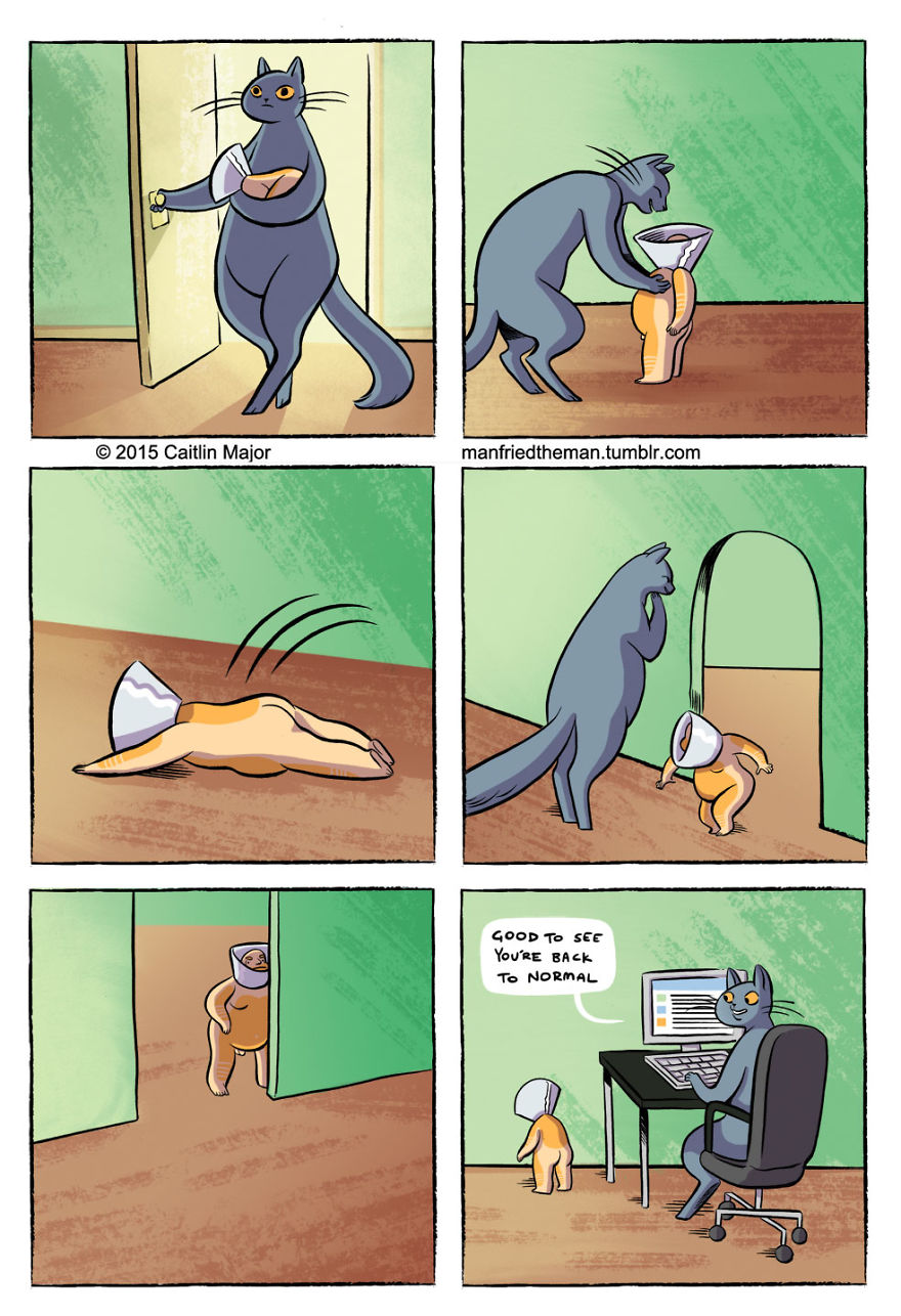 30 Comics Showing What Would Happen If Cats And Humans Switched Roles |  Bored Panda