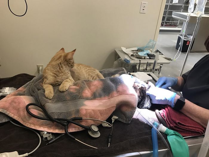 Cat Becomes Nurse At Vet's Clinic, Calms Scared Dogs