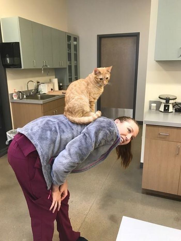 Cat Becomes Nurse At Vet's Clinic, Calms Scared Dogs